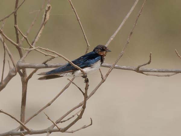 <h3><a href="/trips/gambia/biota/animalia/chordata/aves/040 passeriformes/075 hirundinidae/hirundo lucida/hirundo lucida-nl.html">Hirundo&nbsp;lucida</a> / Red‑chested&nbsp;swallow / Roodkeelzwaluw</h3>OM-1 Mark II met OLYMPUS M.150-400mm F4.5 TC, 1/2000 sec  bij F5.6, ISO 320, afstand 34.6&nbsp;m